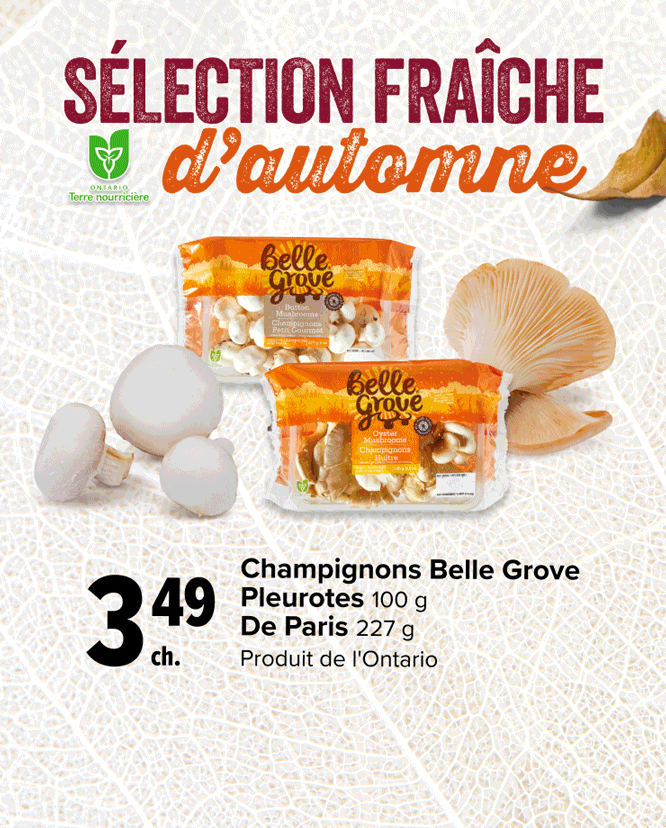 Sélection fraîche d'automne