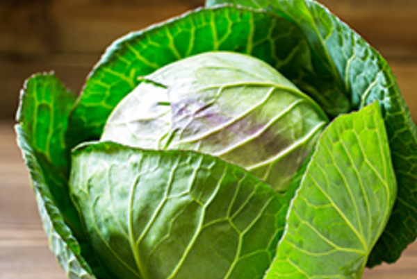 Cabbage