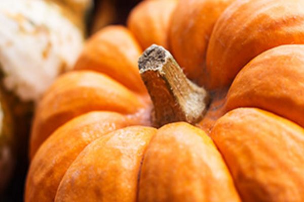 Squash