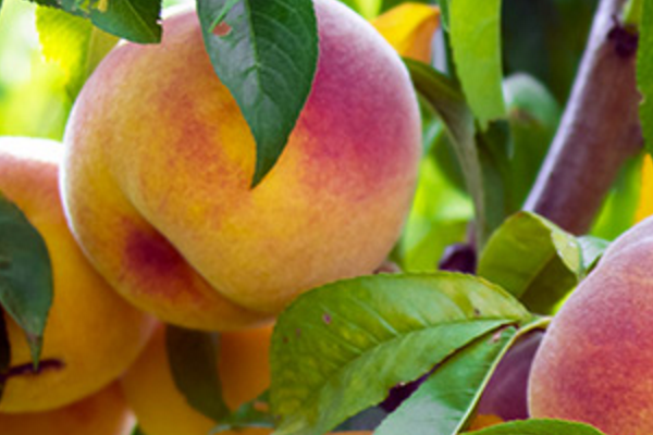 Peaches and Plums