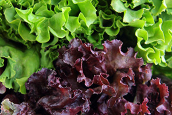 Red and Green Leaf Lettuce