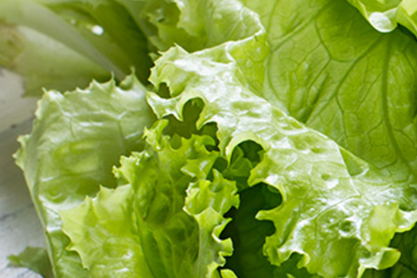 Lettuce