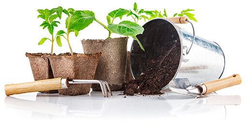 Plant and soil