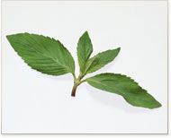 Coating Mint