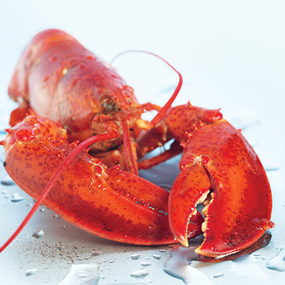 Lobster in a pot